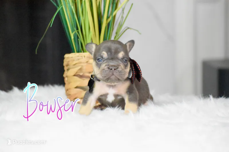 Bowser – French Bulldog puppy for sale in San Antonio, TX