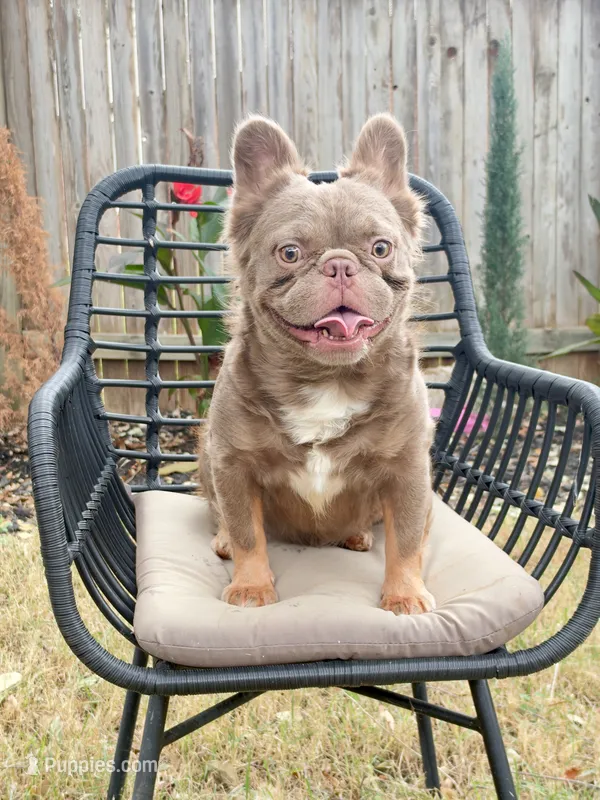 Baby kush  – French Bulldog puppy for sale in San Antonio, TX