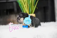 Ever, a female French Bulldog for sale in San Antonio, TX – 2 of 2