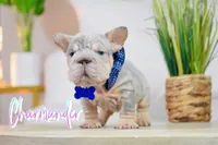Charmander, a male French Bulldog for sale in San Antonio, TX – 4 of 5