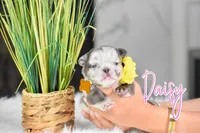 Daisy, a female French Bulldog for sale in San Antonio, TX – 1 of 4