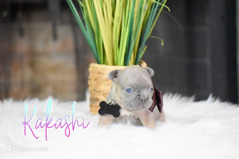Kakashi – French Bulldog puppy for sale in San Antonio, TX