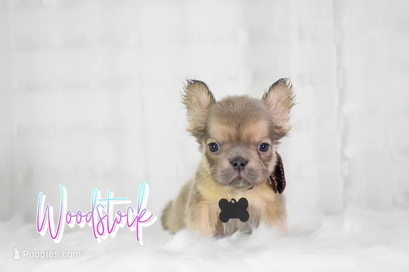 Woodstock – French Bulldog puppy for sale in San Antonio, TX