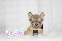 Woodstock, a male French Bulldog for sale in San Antonio, TX – 1 of 1