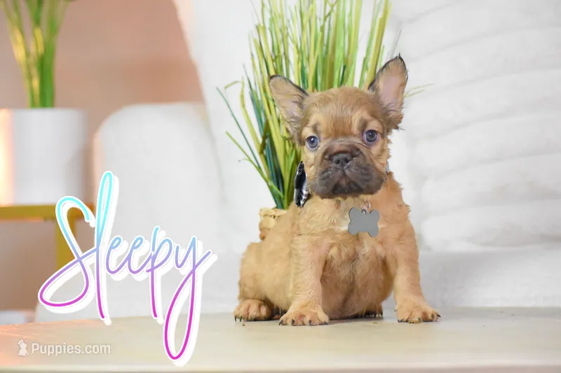 Sleepy – French Bulldog puppy for sale in San Antonio, TX