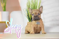 Sleepy, a male French Bulldog for sale in San Antonio, TX – 2 of 5