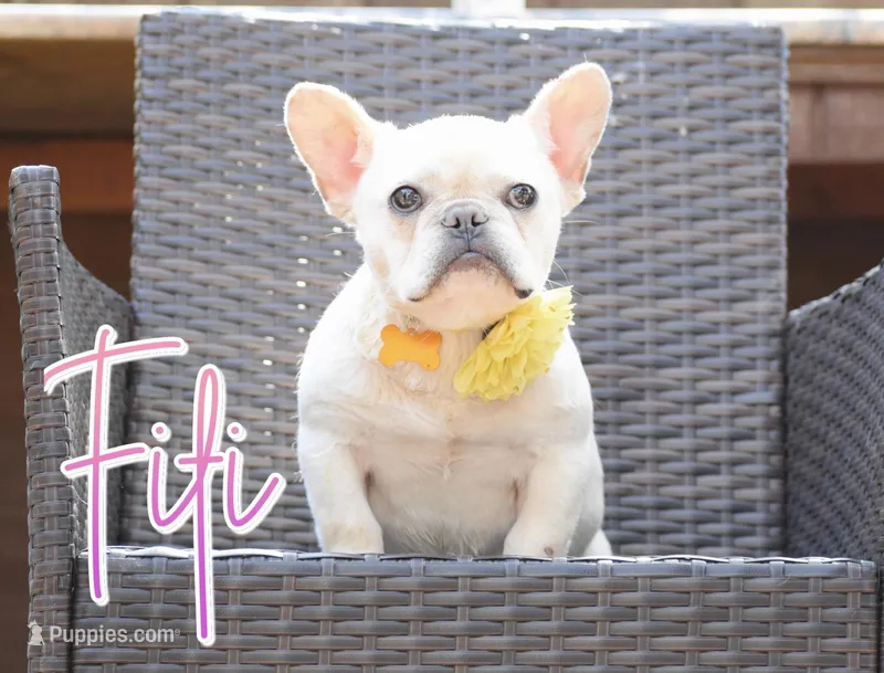 Fifi – French Bulldog puppy for sale in San Antonio, TX