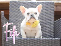 Fifi, a female French Bulldog for sale in San Antonio, TX – Photo 1 of 3