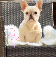 Fifi, a female French Bulldog for sale in San Antonio, TX – 3 of 3