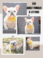 Fifi, a female French Bulldog for sale in San Antonio, TX – Photo 3 of 3