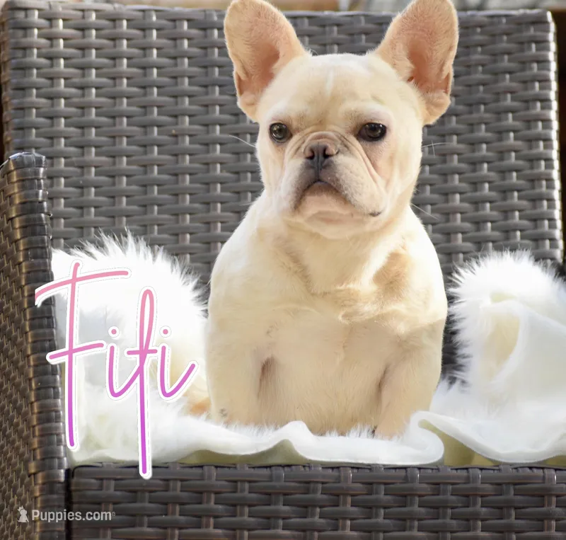 Fifi – French Bulldog puppy for sale in San Antonio, TX