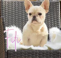 Fifi, a female French Bulldog for sale in San Antonio, TX – 1 of 3