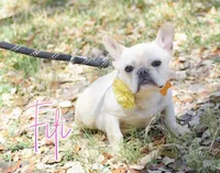 Fifi, a female French Bulldog for sale in San Antonio, TX – Photo 2 of 3