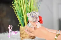 Boo, a female French Bulldog for sale in San Antonio, TX – 2 of 4