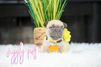 Jiggly puff , a female French Bulldog for sale in San Antonio, TX – 3 of 3