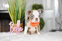 Bella, a female Boston Terrier for sale in San Antonio, TX – Photo 1 of 3