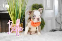 Bella, a female Boston Terrier for sale in San Antonio, TX – Photo 2 of 3