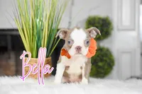 Bella, a female Boston Terrier for sale in San Antonio, TX – Photo 3 of 3