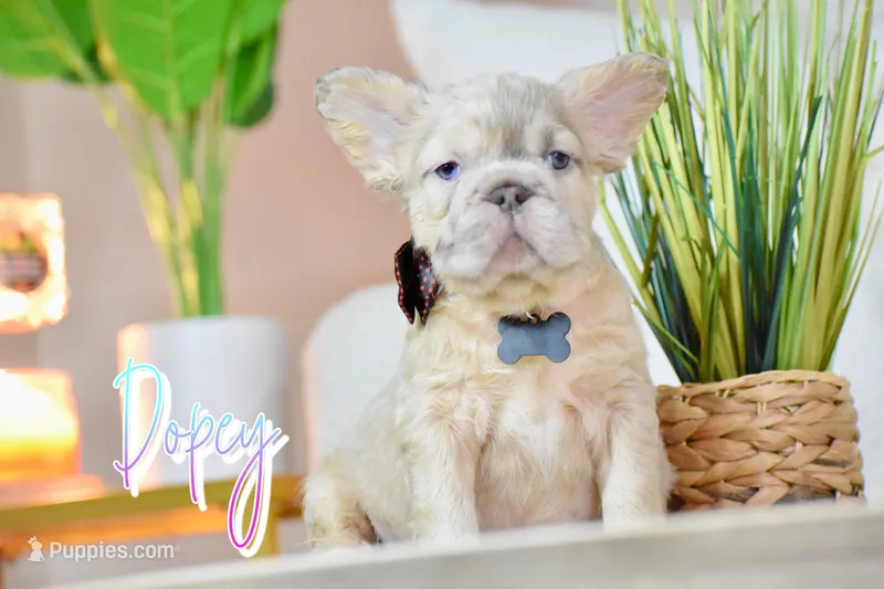Dopey – French Bulldog puppy for sale in San Antonio, TX