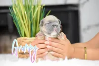 Grumpy, a male French Bulldog for sale in San Antonio, TX – 2 of 2