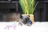 Squirtle , a male French Bulldog for sale in San Antonio, TX – 2 of 2