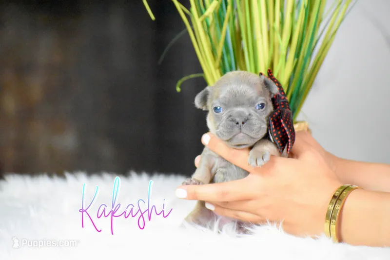 Kakashi – French Bulldog puppy for sale in San Antonio, TX