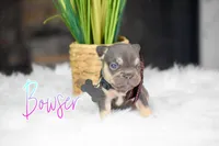 Bowser, a male French Bulldog for sale in San Antonio, TX – 3 of 4