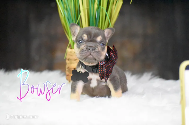 Bowser – French Bulldog puppy for sale in San Antonio, TX