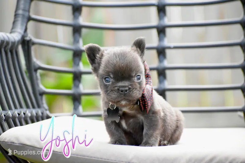 Yoshi – French Bulldog puppy for sale in San Antonio, TX