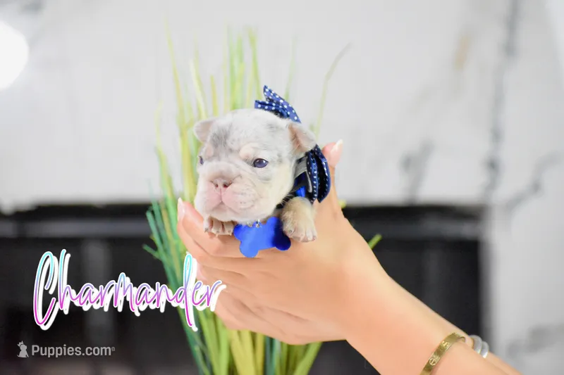 Charmander – French Bulldog puppy for sale in San Antonio, TX