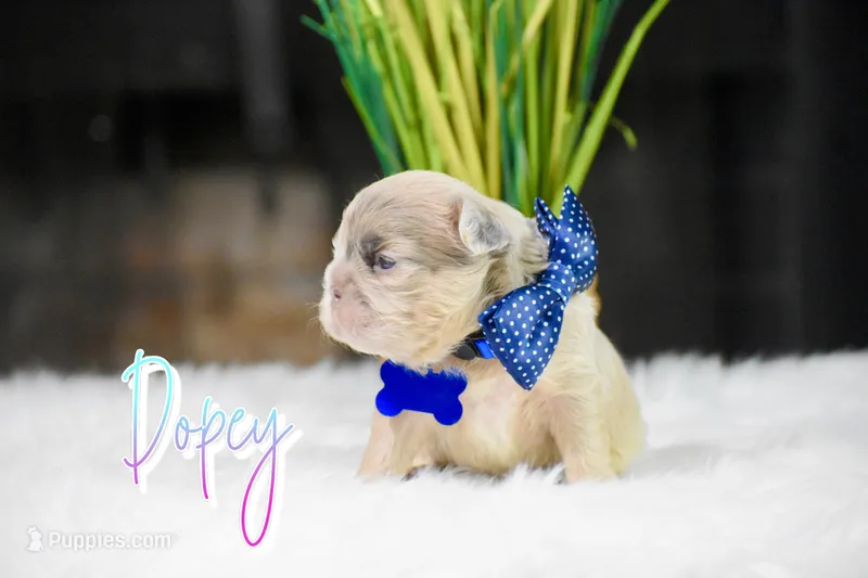 Dopey – French Bulldog puppy for sale in San Antonio, TX