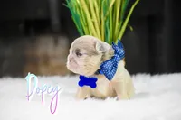 Dopey, a male French Bulldog for sale in San Antonio, TX – 1 of 2