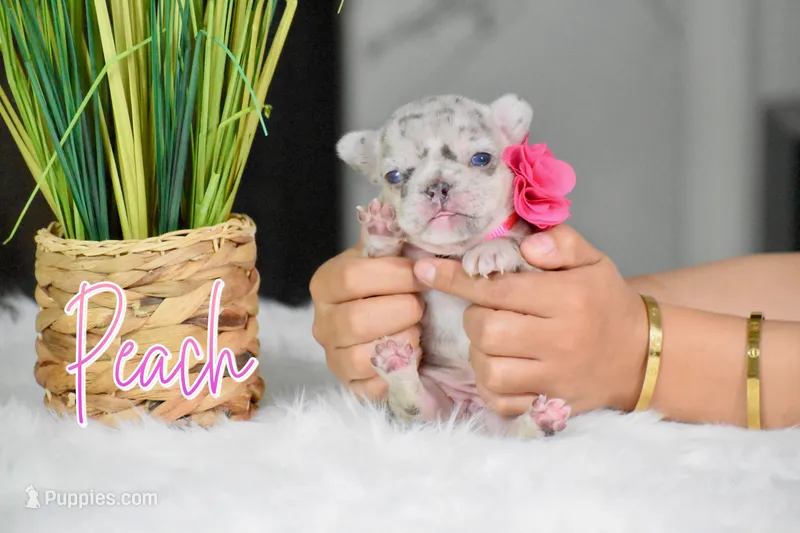 Peach – French Bulldog puppy for sale in San Antonio, TX