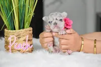 Peach, a female French Bulldog for sale in San Antonio, TX – 1 of 4