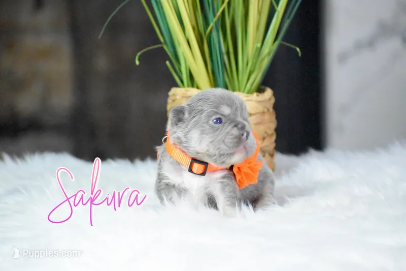 Sakura – French Bulldog puppy for sale in San Antonio, TX