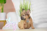Sleepy, a male French Bulldog for sale in San Antonio, TX – 4 of 5