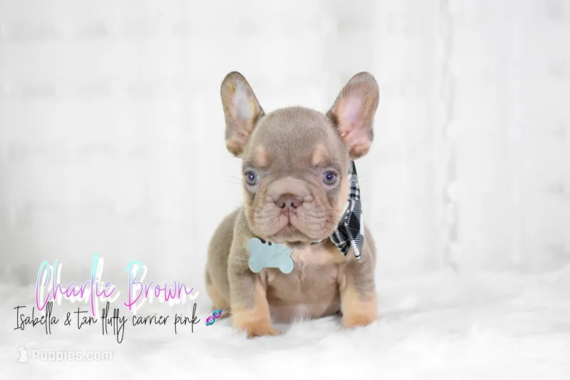 Charlie Brown  – French Bulldog puppy for sale in San Antonio, TX
