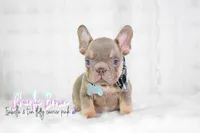 Charlie Brown , a male French Bulldog for sale in San Antonio, TX – 1 of 3