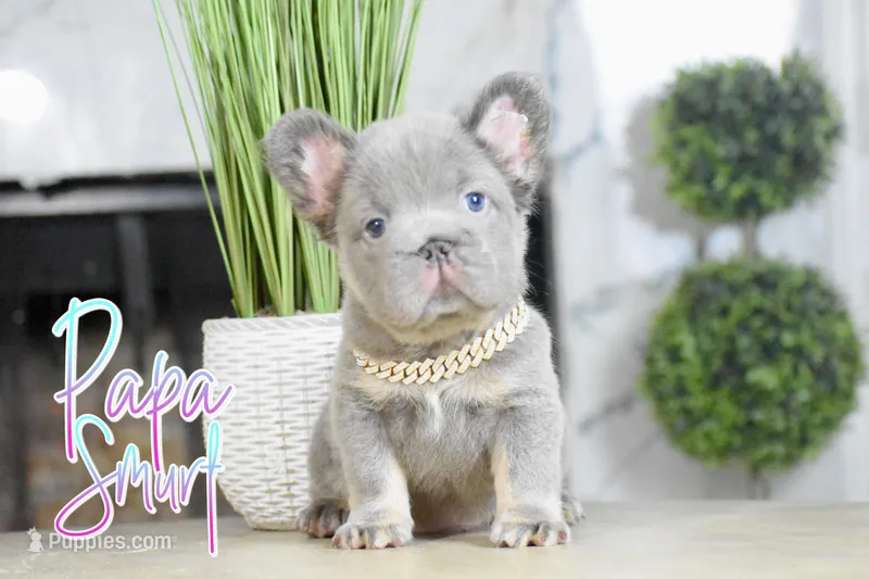Papa Smurf  – French Bulldog puppy for sale in San Antonio, TX