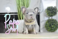 Papa Smurf , a male French Bulldog for sale in San Antonio, TX – Photo 3 of 5