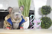 Papa Smurf , a male French Bulldog for sale in San Antonio, TX – Photo 4 of 5