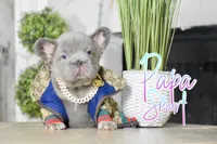 Papa Smurf , a male French Bulldog for sale in San Antonio, TX – Photo 5 of 5