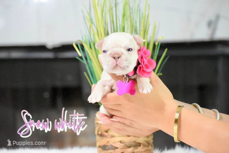 Snow White  – French Bulldog puppy for sale in San Antonio, TX