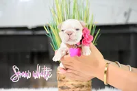 Snow White , a female French Bulldog for sale in San Antonio, TX – 1 of 3