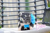 Eevee, a female French Bulldog for sale in San Antonio, TX – 2 of 3
