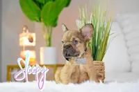 Sleepy, a male French Bulldog for sale in San Antonio, TX – 3 of 5