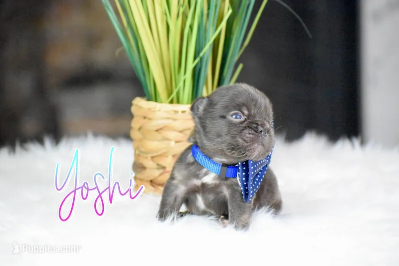 Yoshi – French Bulldog puppy for sale in San Antonio, TX