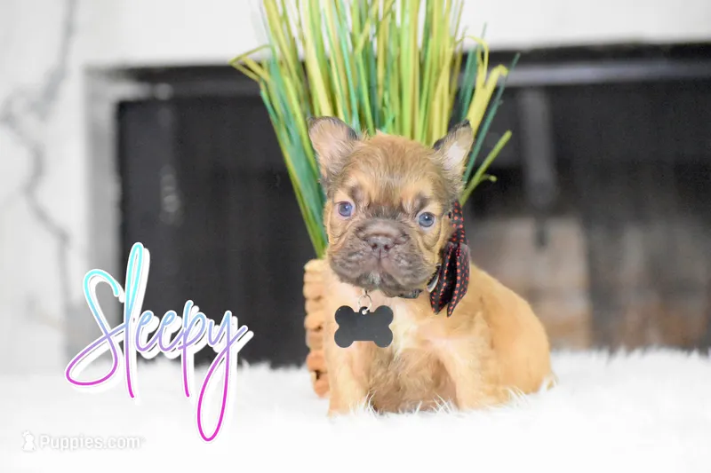 Sleepy – French Bulldog puppy for sale in San Antonio, TX