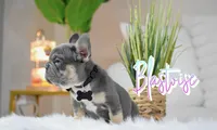 Blastoise , a male French Bulldog for sale in San Antonio, TX – 2 of 3