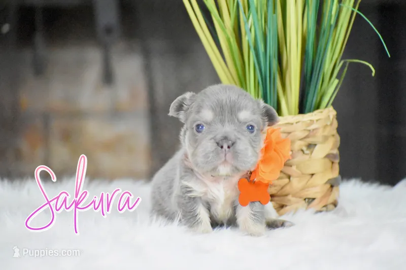 Sakura – French Bulldog puppy for sale in San Antonio, TX